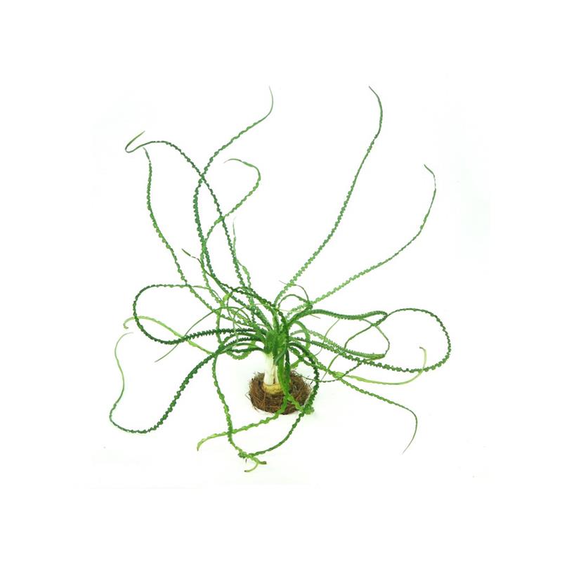 Dennerle Crinum calamistratum - imagine 5